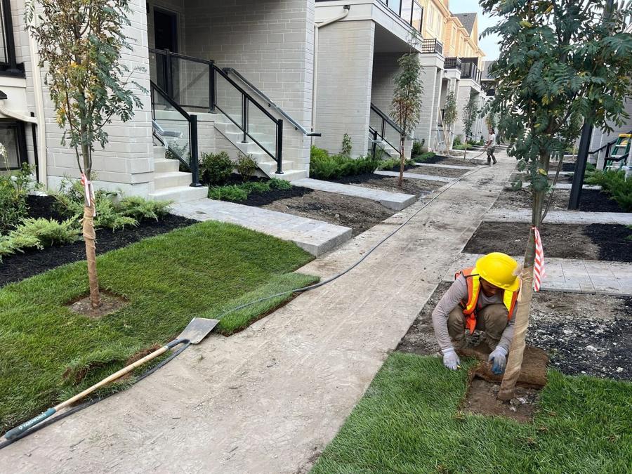 Fresh sod lawn and newly planted trees along a walkway